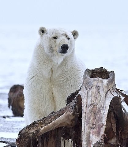 Coca Cola's Polar Bear