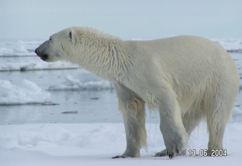 Coca Cola's Polar Bear