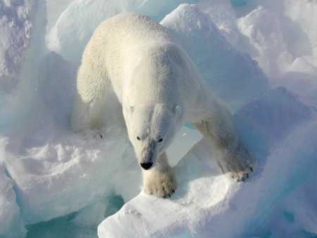 Coca Cola's Polar Bear