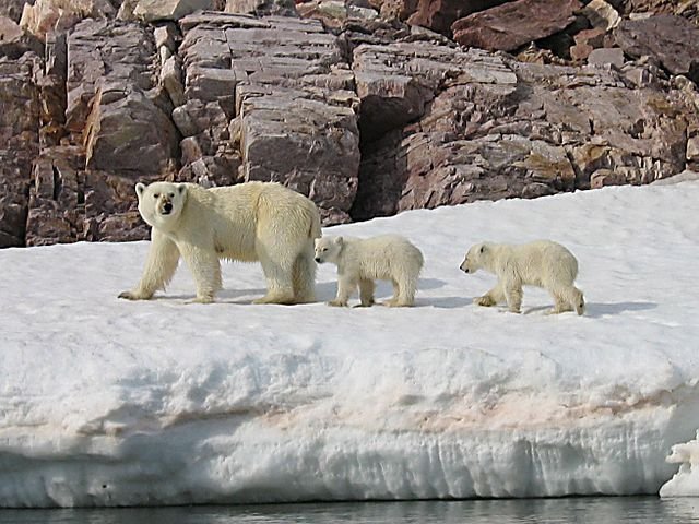 Coca Cola's Polar Bear