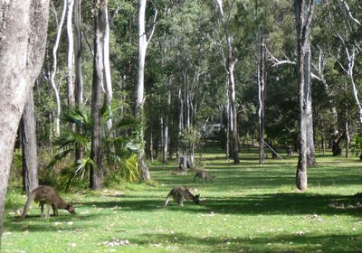 Runaway to Queensland, Australia!