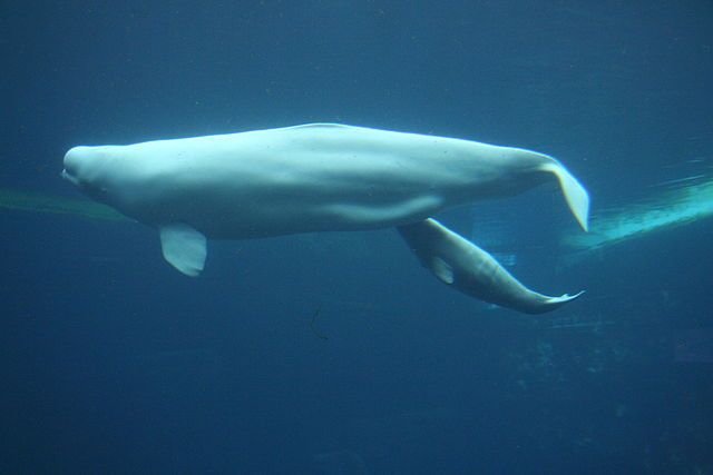 The Whale