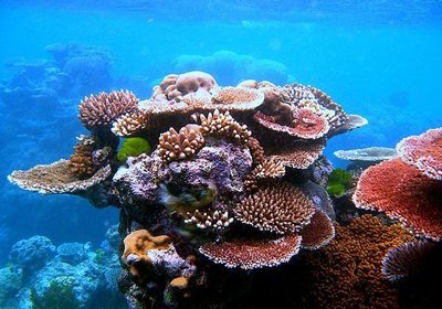 Coral Reef Formation