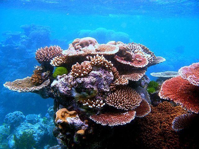 Coral Reef Formation