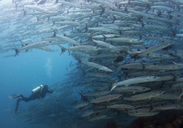 Our Favorite Dive Sites