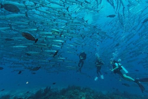 Our Favorite Dive Sites