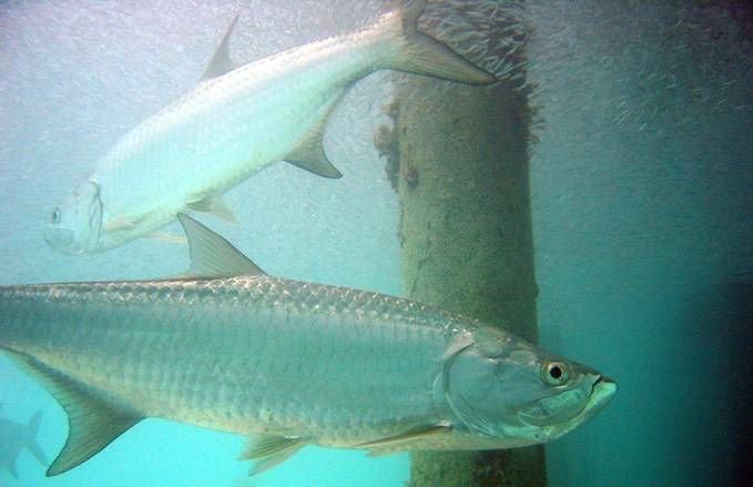 Swimming in the Florida Keys