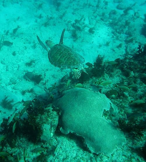 Swimming in the Florida Keys