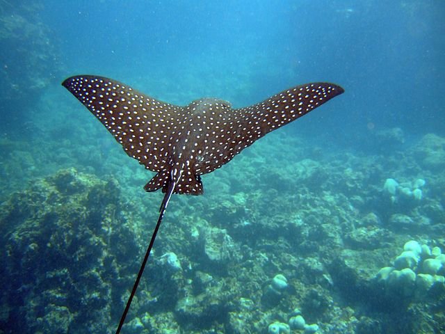 Swimming in the Florida Keys