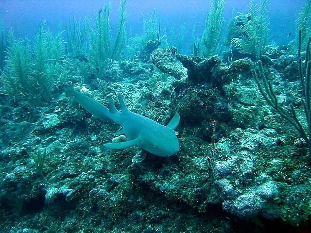 Swimming in the Florida Keys