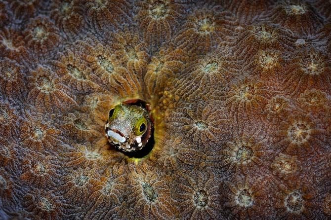 A Feeding Frenzy at the Reef