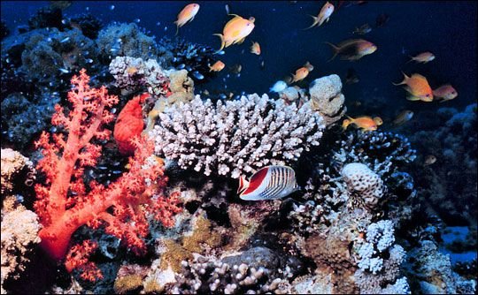 A Feeding Frenzy at the Reef