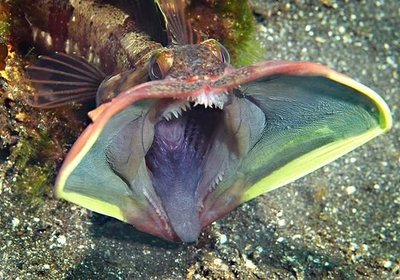 The Strangest Fish in the Sea