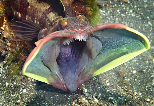 The Strangest Fish in the Sea