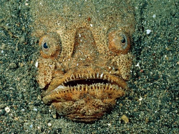 The Strangest Fish in the Sea