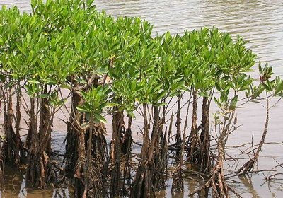 Mangrove Forests