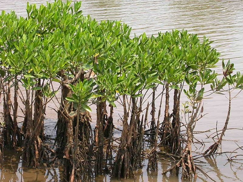 Mangrove Forests