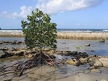 Mangrove Forests