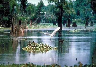 Boating in Louisiana!