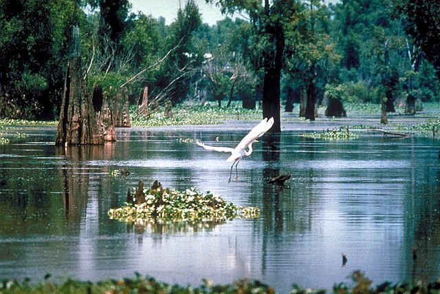 Boating in Louisiana!