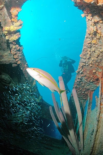 Diving at the Hilma Hooker