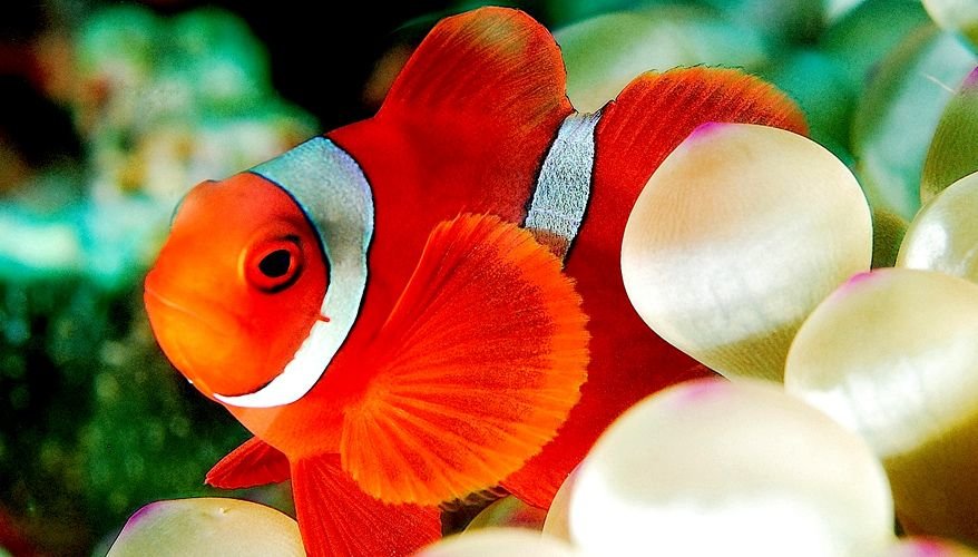 Clownfish