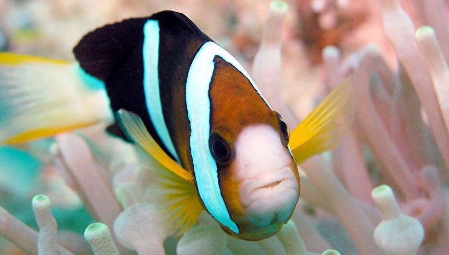 Clownfish