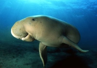 Snorkeling with Giants