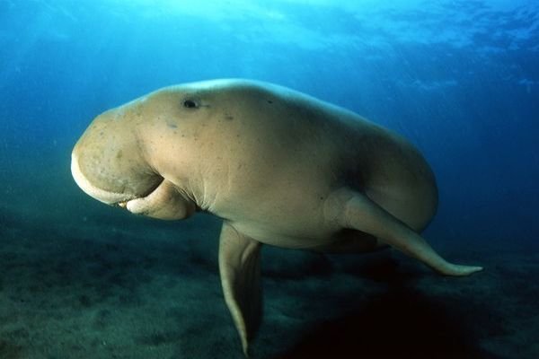 Snorkeling with Giants