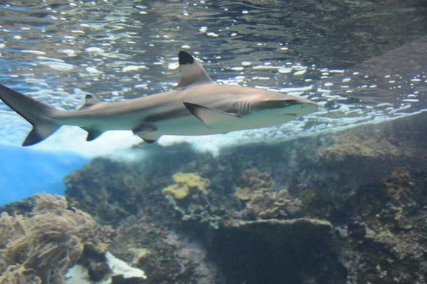 Snorkeling with Giants