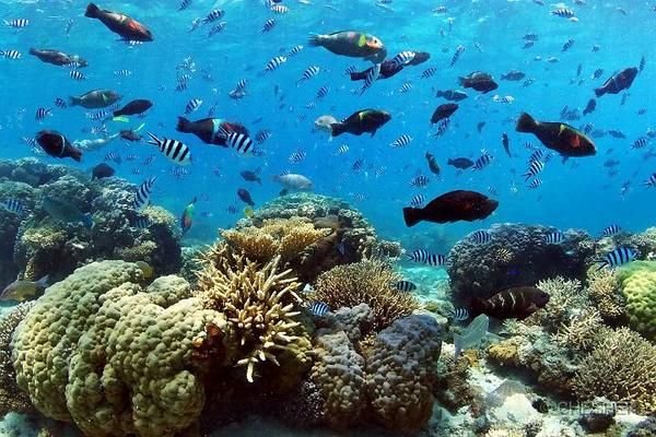 Snorkeling with Giants