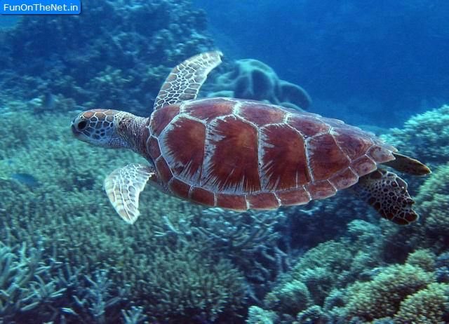 Snorkeling with Giants