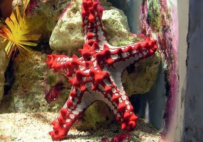 The Amazing Starfish