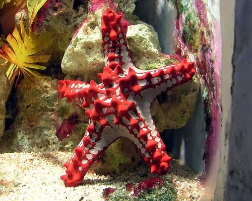 The Amazing Starfish