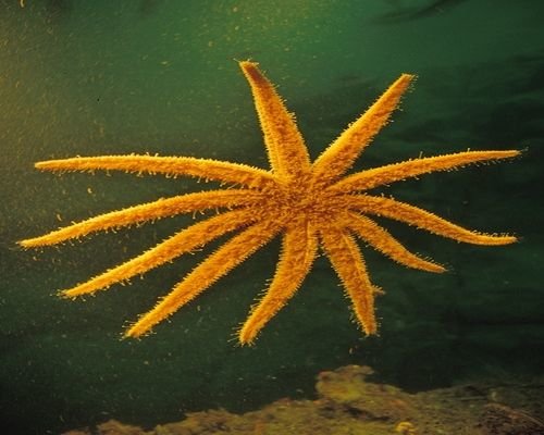 The Amazing Starfish