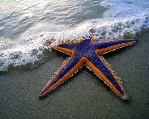 The Amazing Starfish