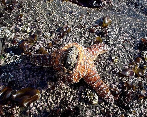 The Amazing Starfish