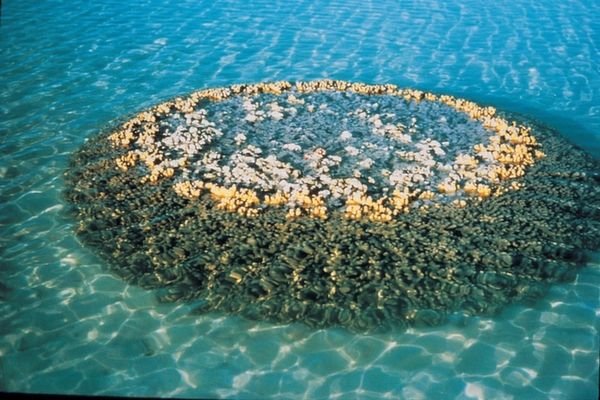 The Corals of the Sea