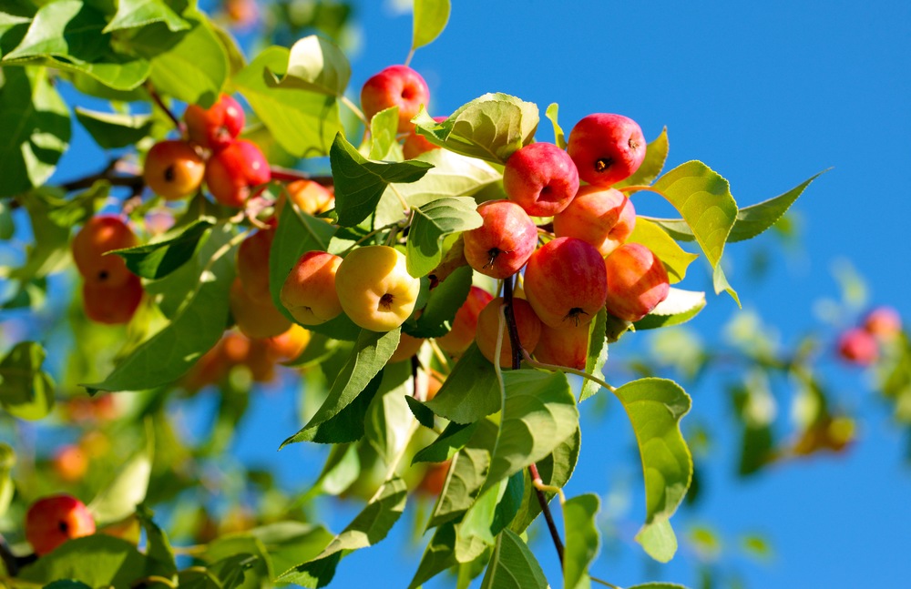 3 Beautiful Apple Orchards by the Water