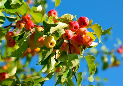 3 Beautiful Apple Orchards by the Water