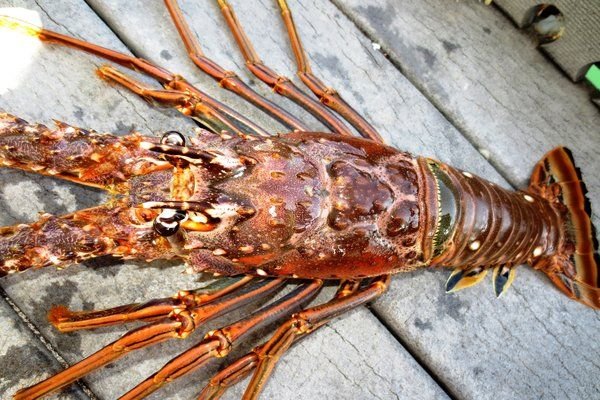 Florida Lobster Nachos