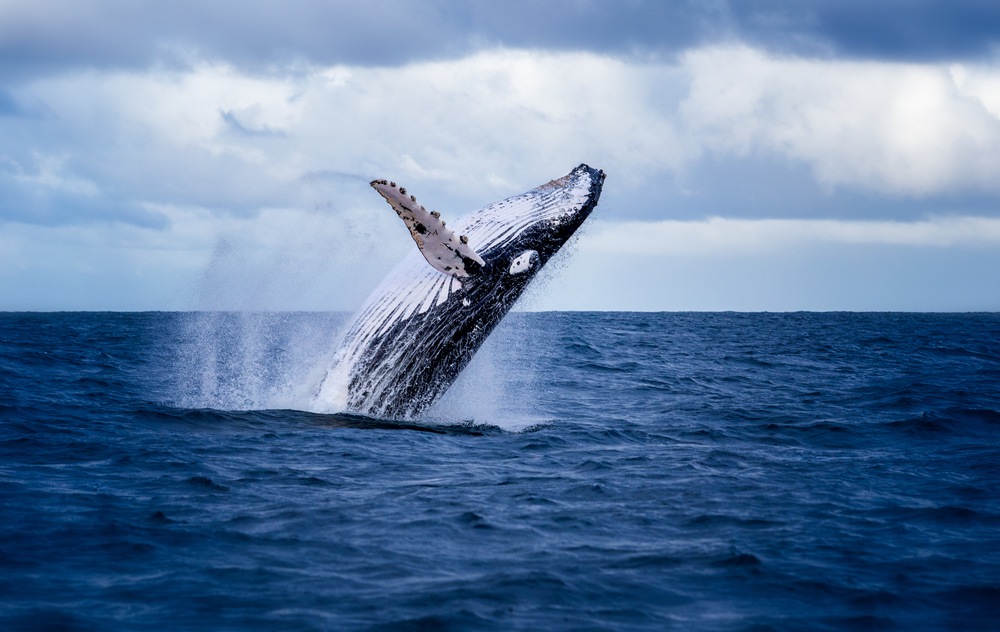 Humpbacks Meet the Big Apple