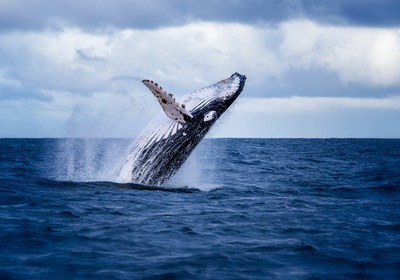 Humpbacks Meet the Big Apple