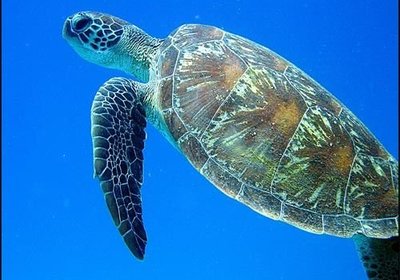 Sea Turtle Season