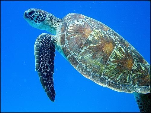 Sea Turtle Season