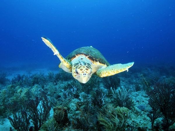 Sea Turtle Season