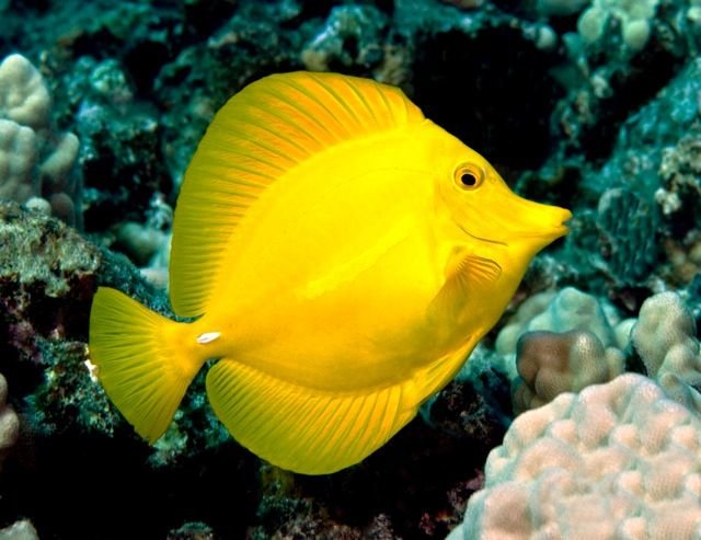 Hanging Around the Reef