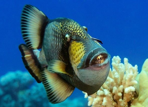 Hanging Around the Reef