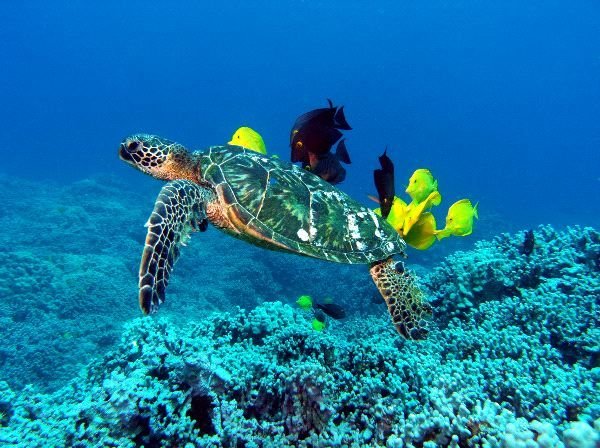 Alligator Reef