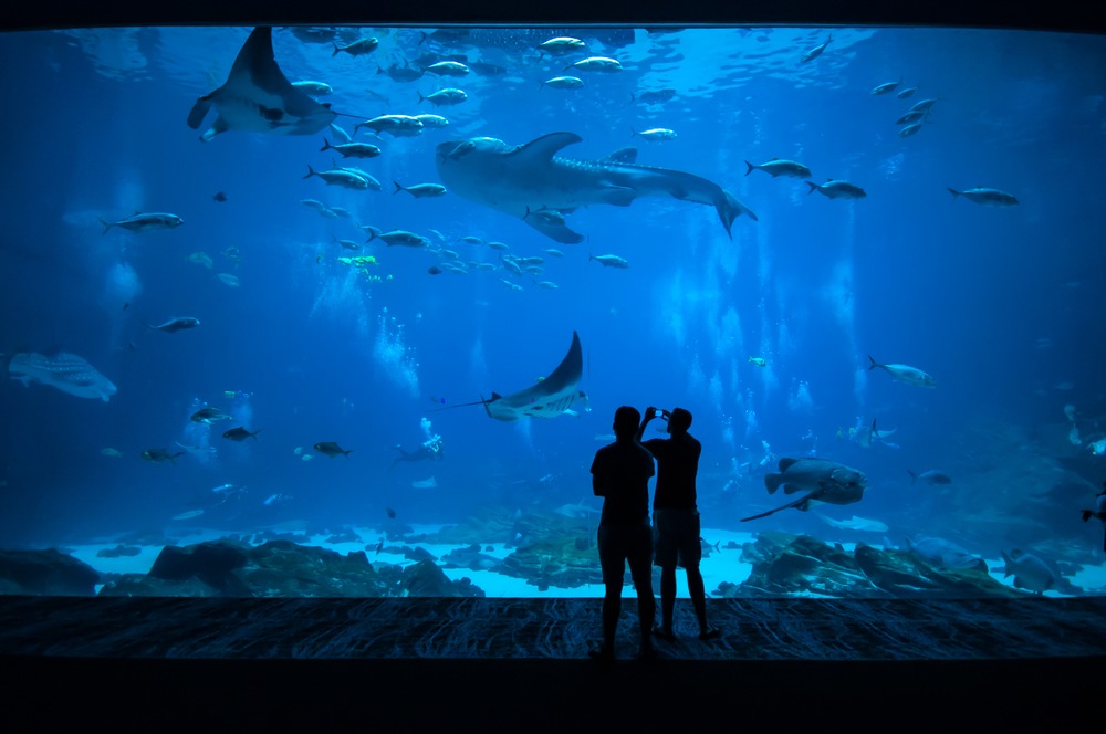 5 Fun Ways To Celebrate National Aquarium Month With Monterey